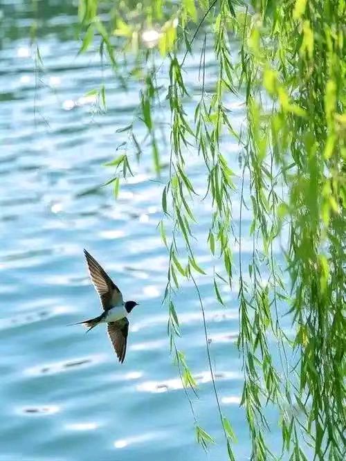 开心诗词文学社 ||《春晨遐思》…… || 作者/乡音（湖北）（图4）