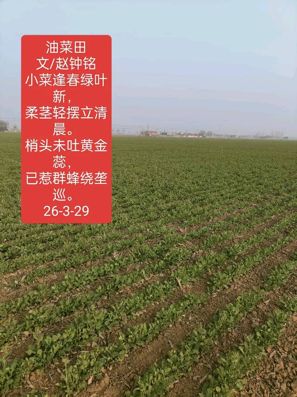 《油菜田》文/赵钟铭（图3）