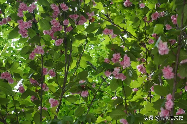 宋词中两首极为精美的《蝶恋花》,柔美婉约,深情缠绵,魅力无穷
