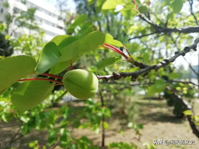 宋词中两首极为精美的《蝶恋花》,柔美婉约,深情缠绵,魅力无穷