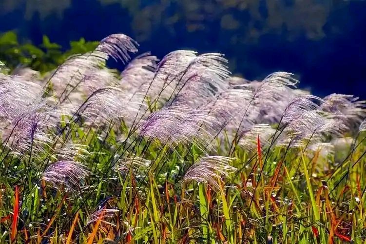 【明心文学】水川/百花争艳组诗（二）七律四首 主播/张兆维（图3）