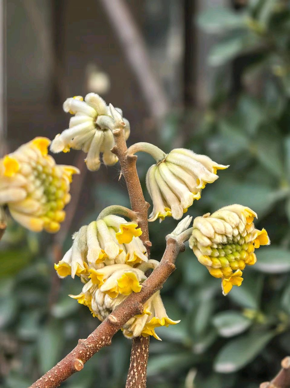 【都市头条向幸福出发编辑部】第15378期 行香子·结香花 华侬农（图3）