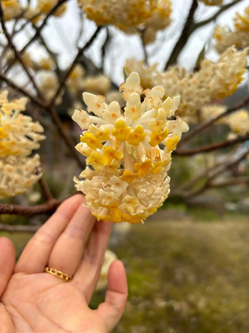 【都市头条向幸福出发编辑部】第15378期 行香子·结香花 华侬农（图4）