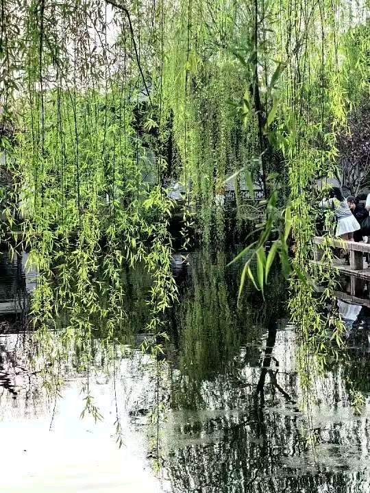 【都市头条向幸福出发编辑部】第15389期 七律 观春柳 华侬农（图4）