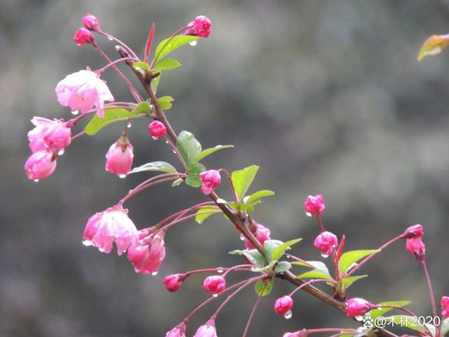 同题诵《时间留不住》 作者：任学路（图12）