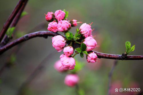 同题诵《时间留不住》 作者：任学路（图13）