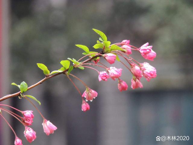 同题诵《时间留不住》 作者：任学路（图10）
