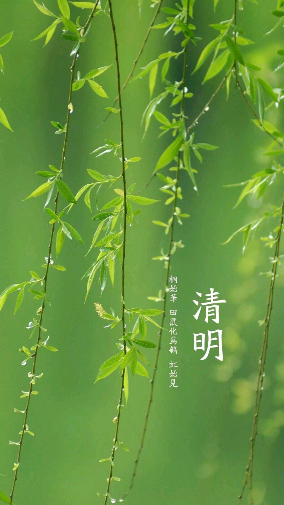 【荣耀中国】文学社*《清明节》作者/徐贤(上海)（图2）