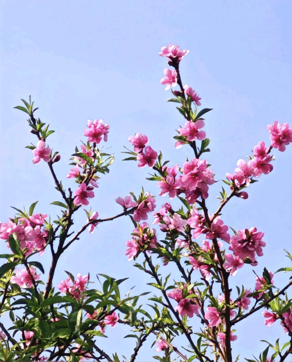 【神州源流诗苑】第1479期佳词周刊(图8)