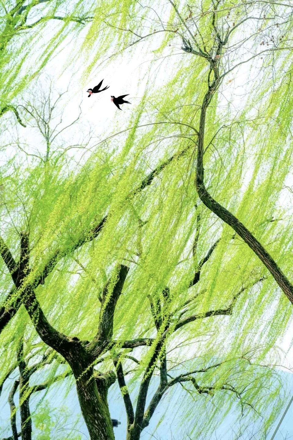 【都市头条向幸福出发编辑部】第15393期 席慕容 文 如月 主播 锦鲤（图2）
