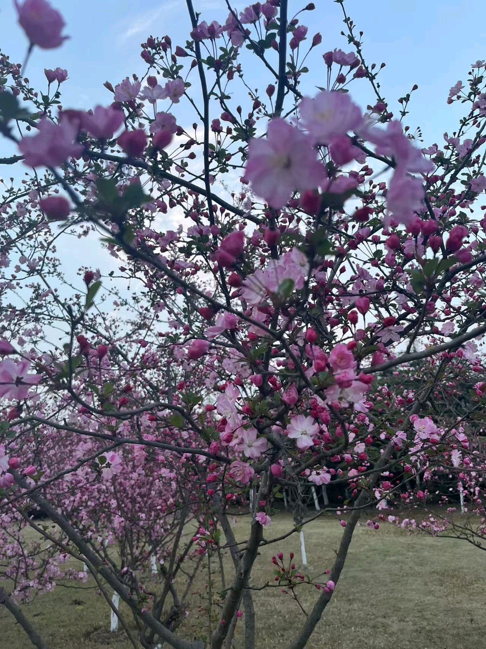 【上海头条】古韵飘香第305期：看图写诗（图12）