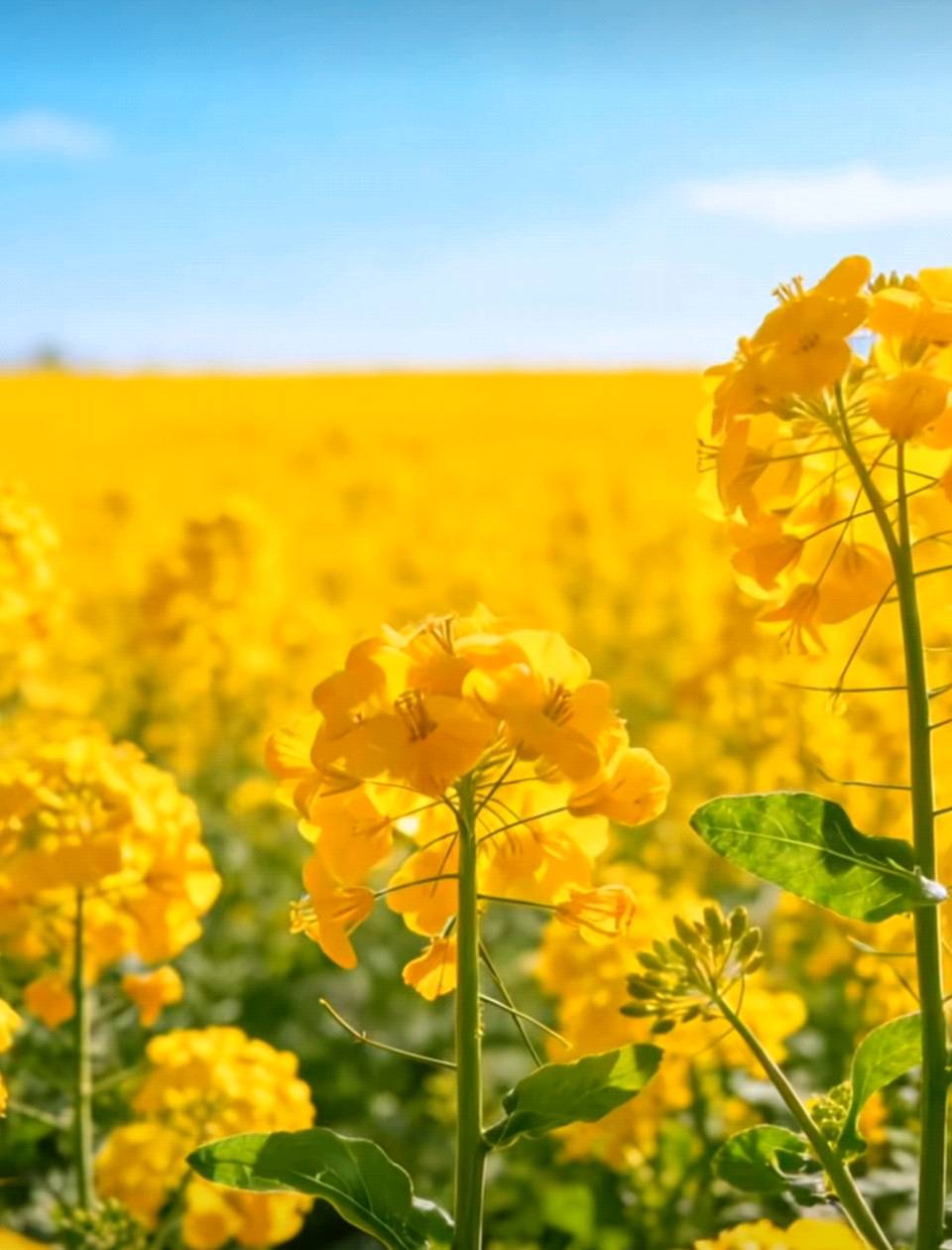 春天的天使——油菜花