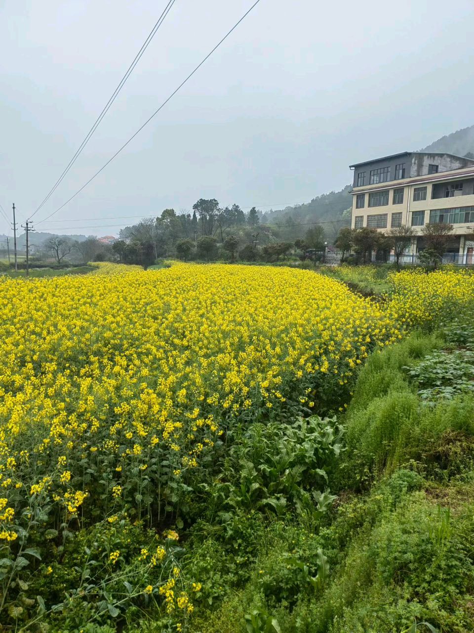 春天的天使——油菜花（图3）