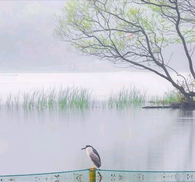 咏春（外一首） 作者:谢桂忠（图5）