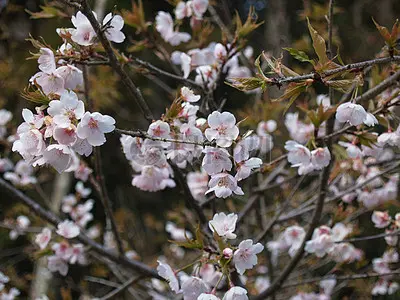 孙述考和其弟子及豆包诗文十一篇……莲叶之珠文学社（图3）