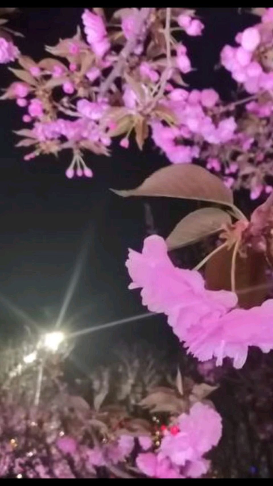月下赏樱花🌙🌸