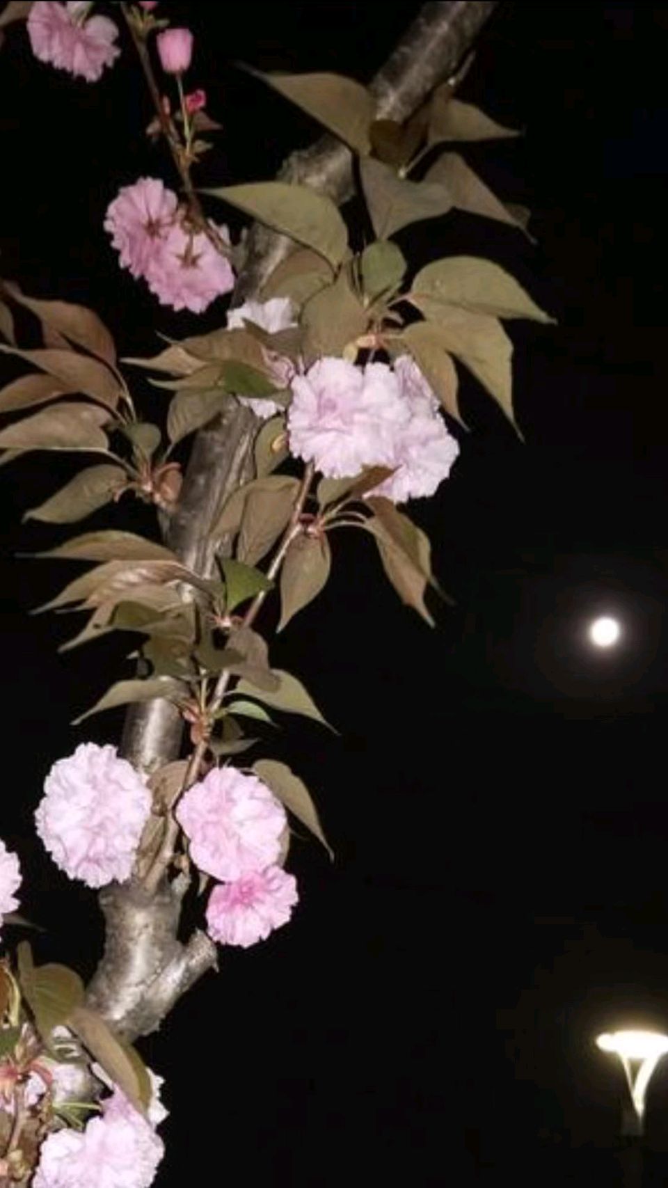 月下赏樱花🌙🌸（图2）