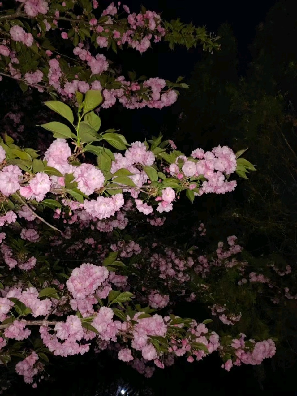 月下赏樱花🌙🌸（图3）