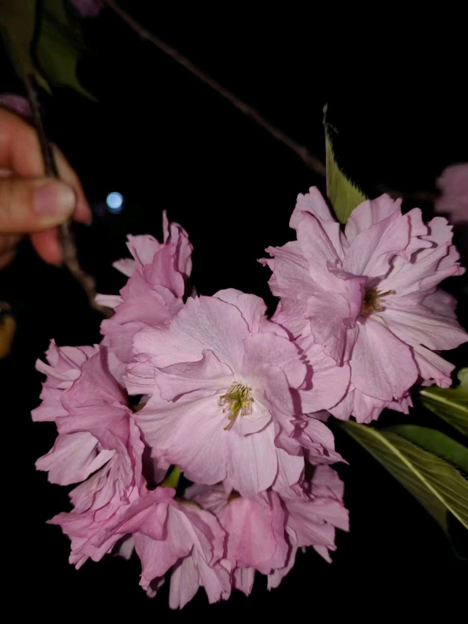月下赏樱花🌙🌸（图6）