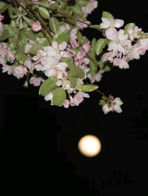 月下赏樱花🌙🌸（图7）