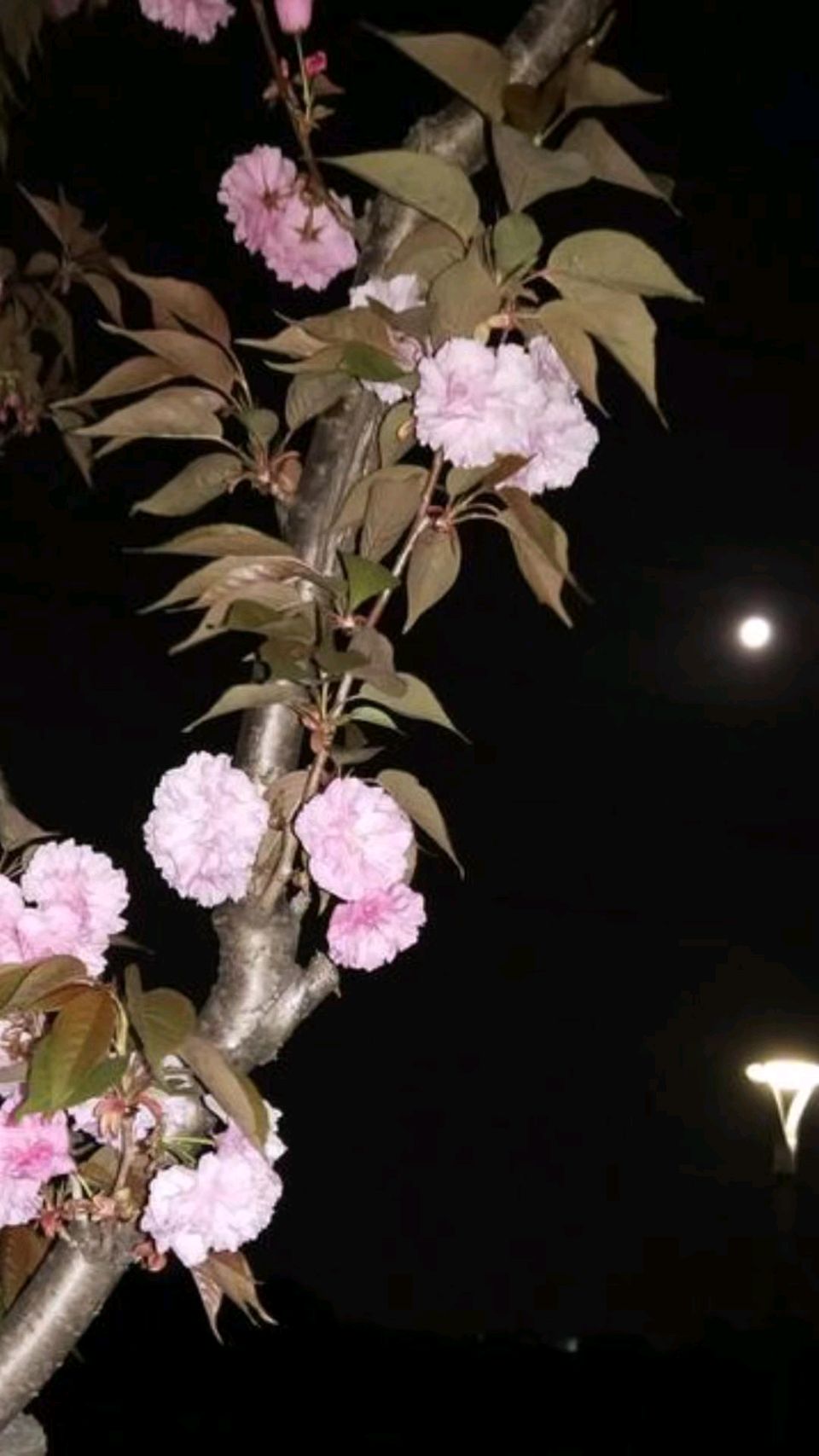 月下赏樱花🌙🌸（图4）