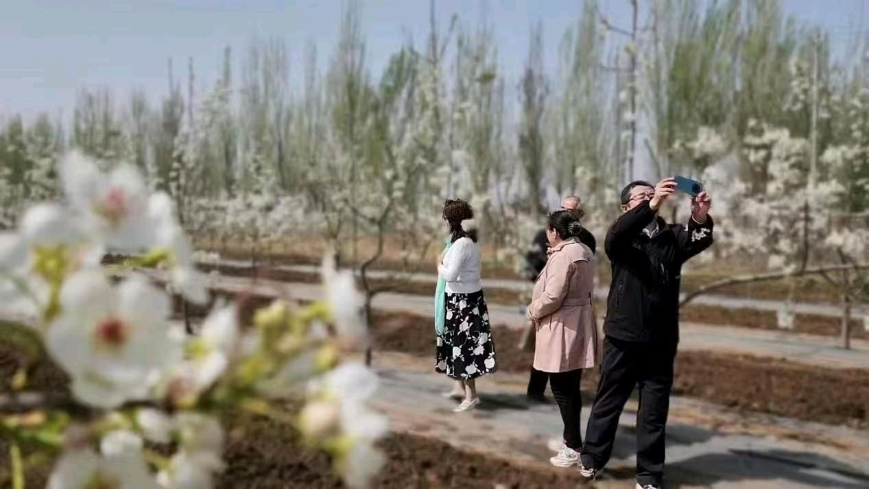 【荣耀中国】文学社*七绝·泰山茱萸花开仇元青（泰安）（图3）