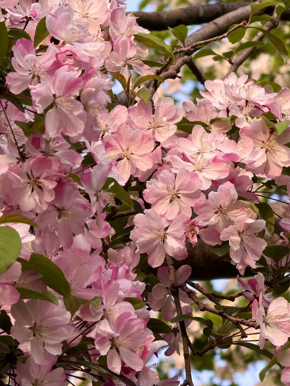 惜别三月.拥抱四月[庆祝]（图7）