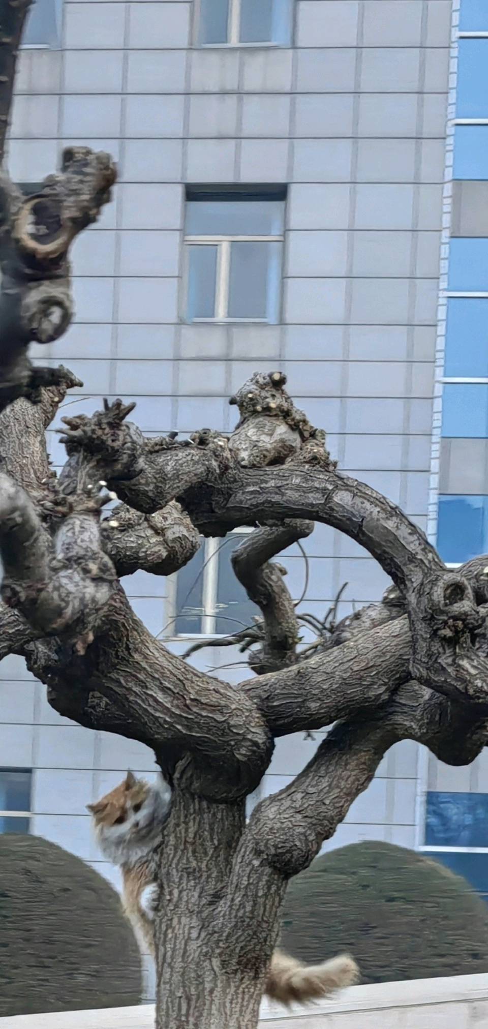 闲咏猫咪🐱（图5）
