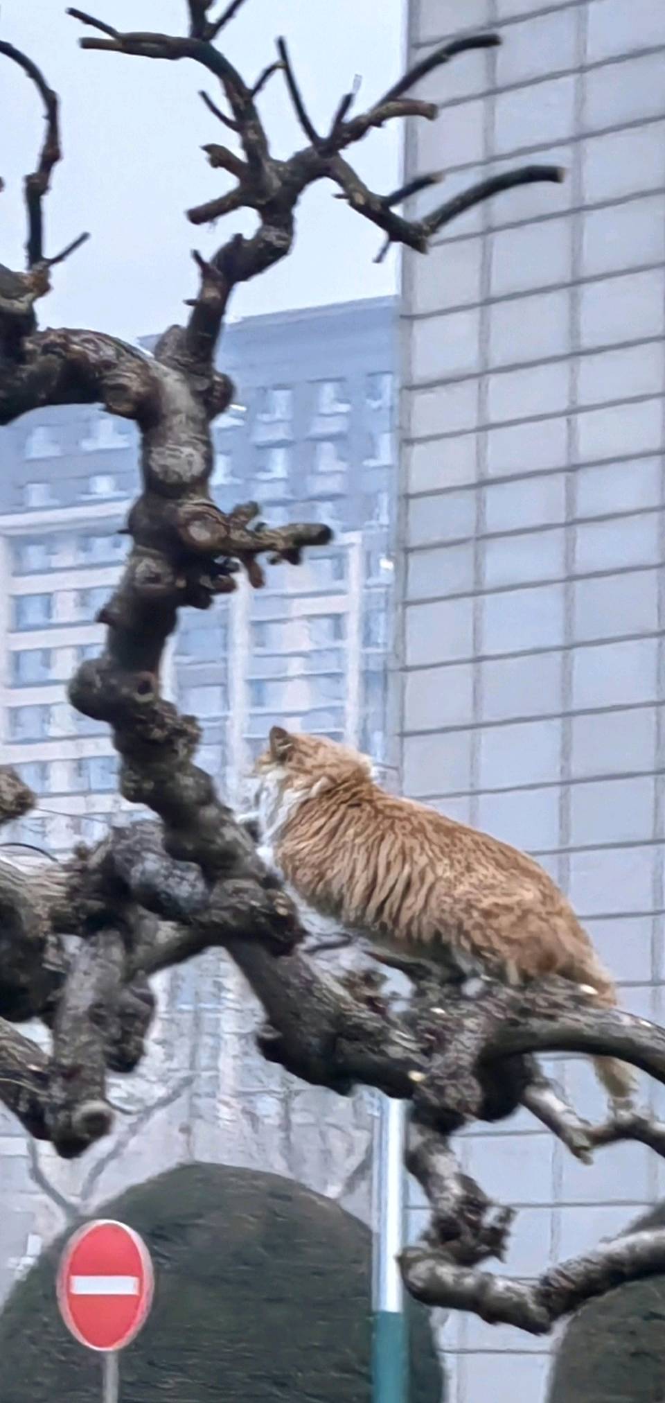 闲咏猫咪🐱（图3）