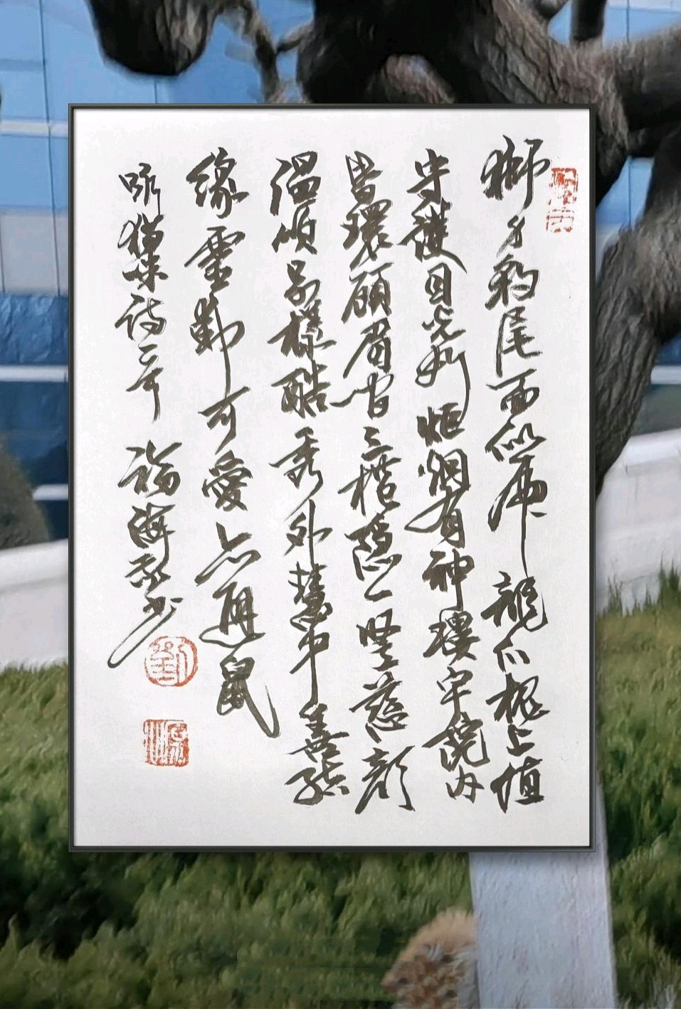闲咏猫咪🐱