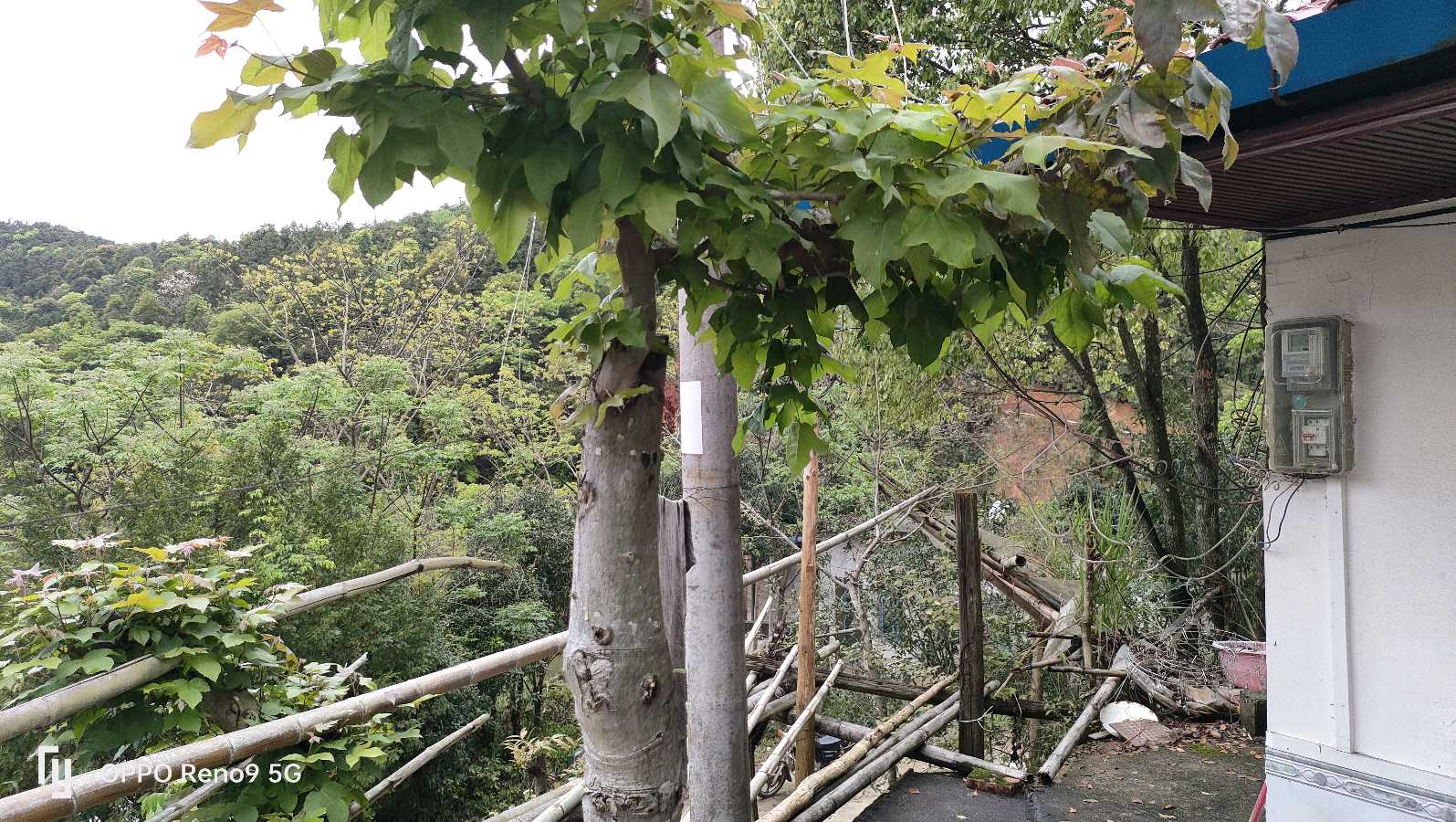 深圳作家陈晓武考察大余袁久禄酸枣糕基地，为“久禄枣糕”直销大湾区市场助力（图22）