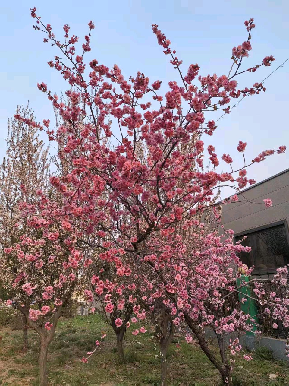 【故道文化·古风·8506】佳雨《桃花》（图3）