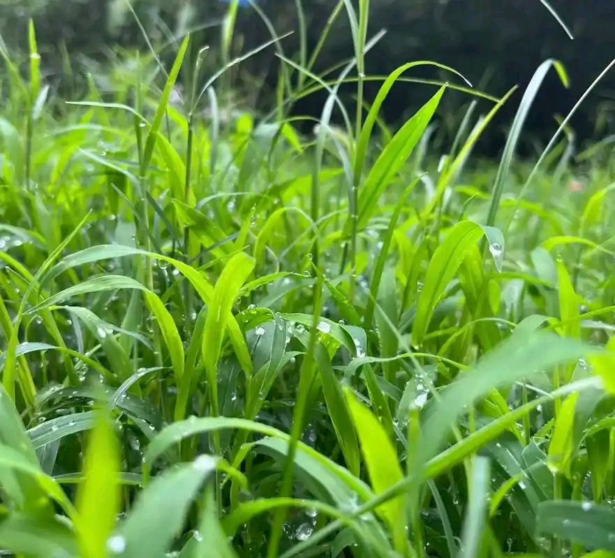 【明心文学】明心/想见春风化雨的征途 主播/薇薇（图4）