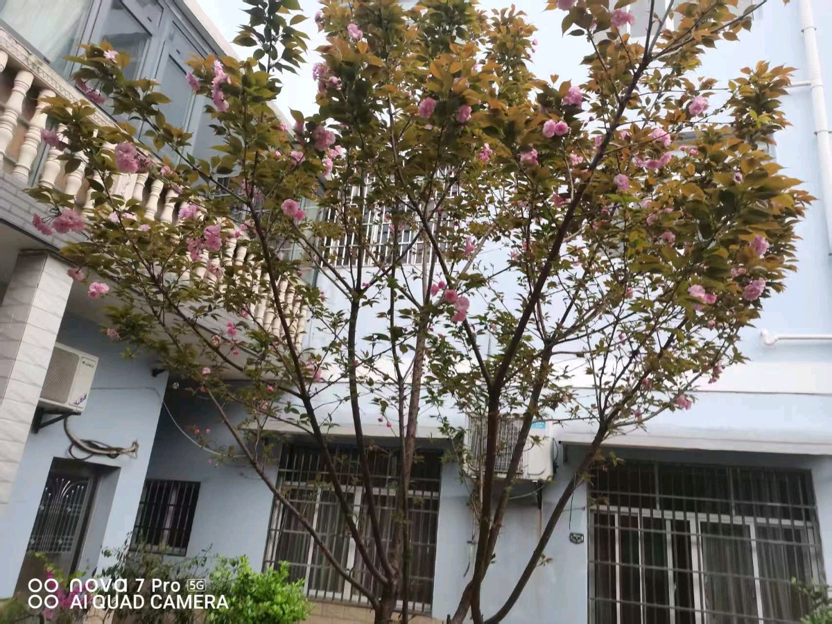 《北京头条》分享（湖北）优秀诗人胡清普先生《院内樱花盛开》请欣赏（图5）