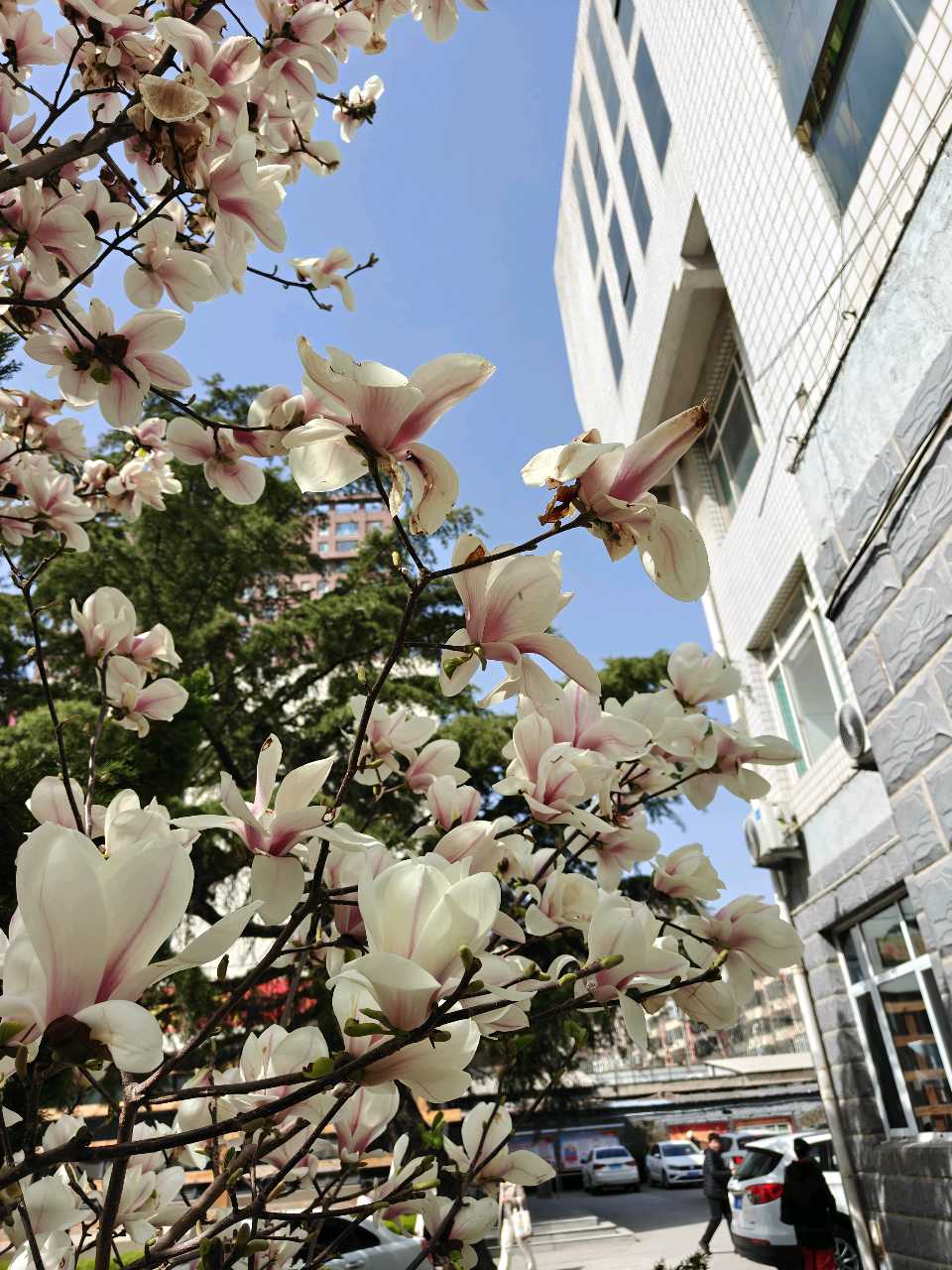 【燕赵文学】散文：一树清绝不争春（河北/笑青）（图3）