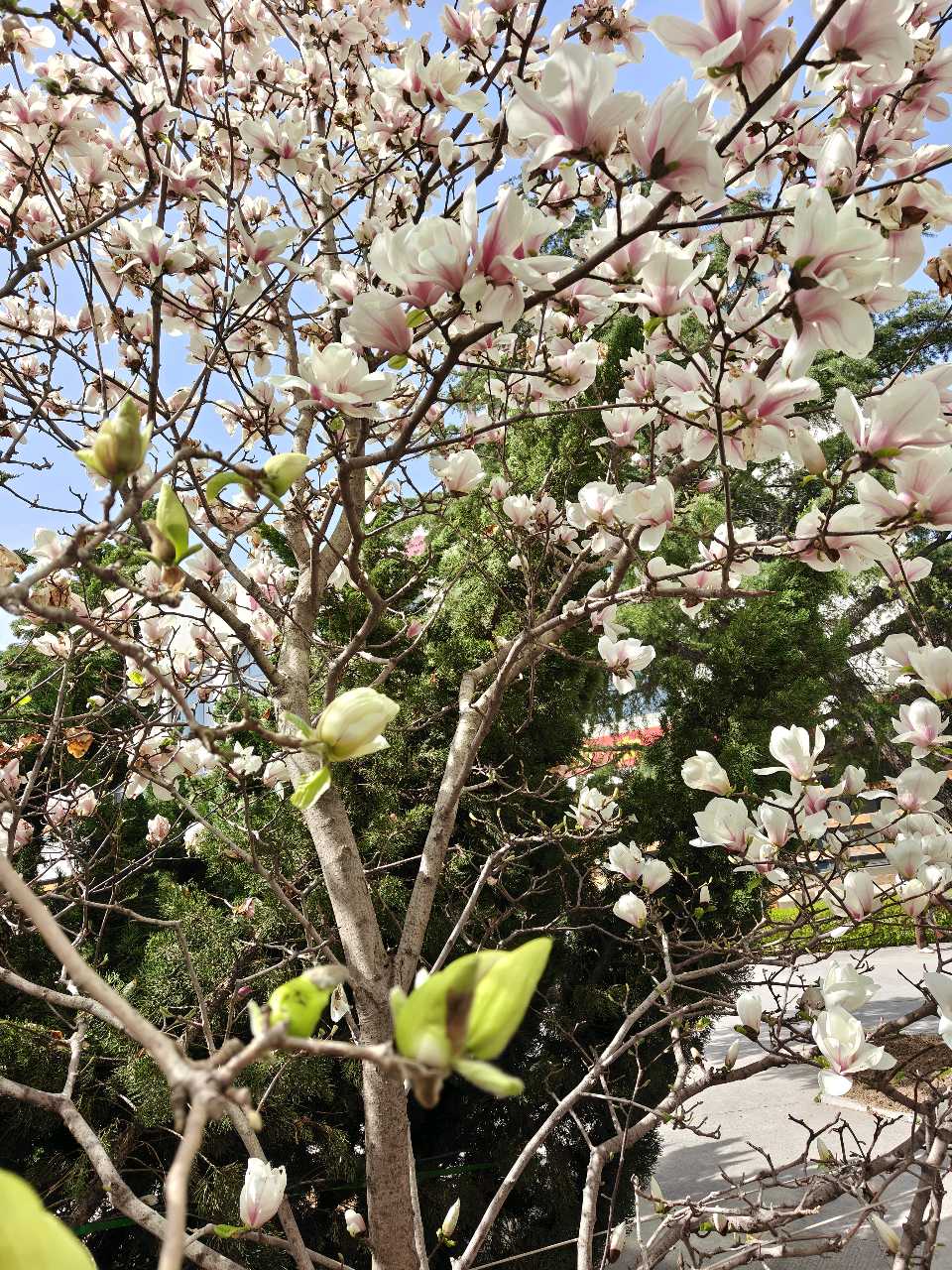 【燕赵文学】散文：一树清绝不争春（河北/笑青）（图5）