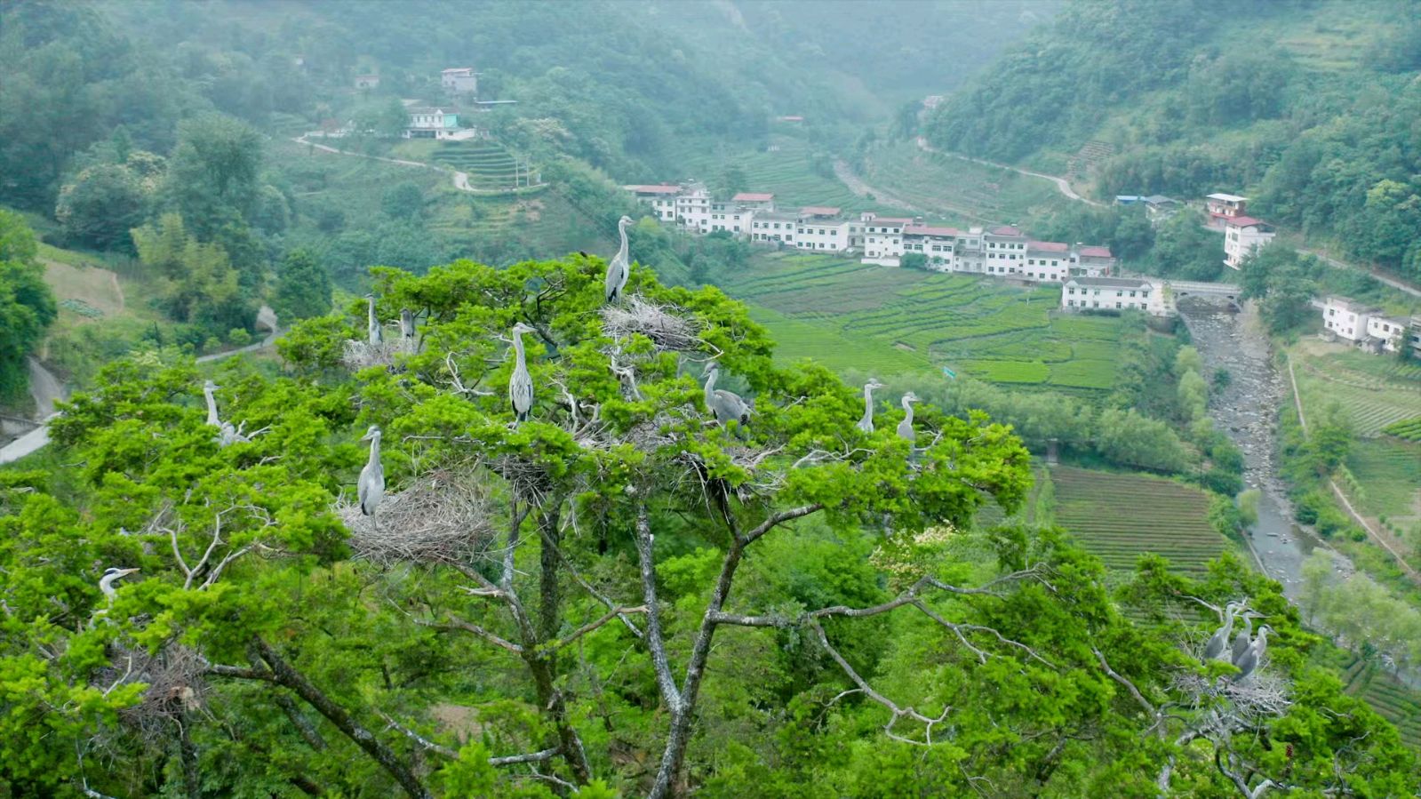 【荣耀中国】文学社*五绝 迷情意顺迎文／南山翁（图6）