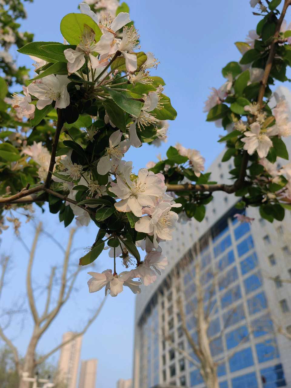 如梦令一一昨夜雨疏风柔（图4）