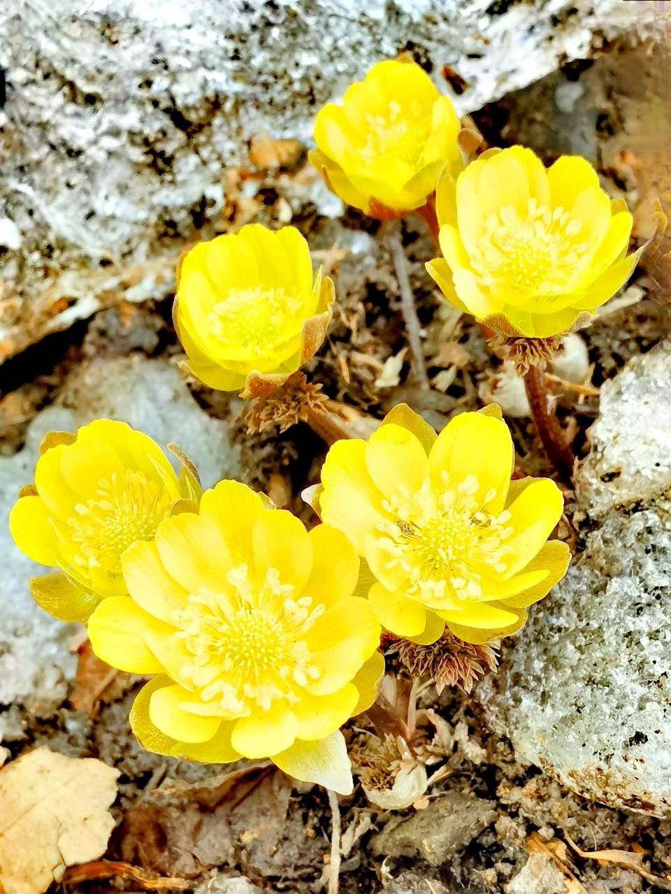 【茌山诗苑】吉林王淑芹‖冰凌花