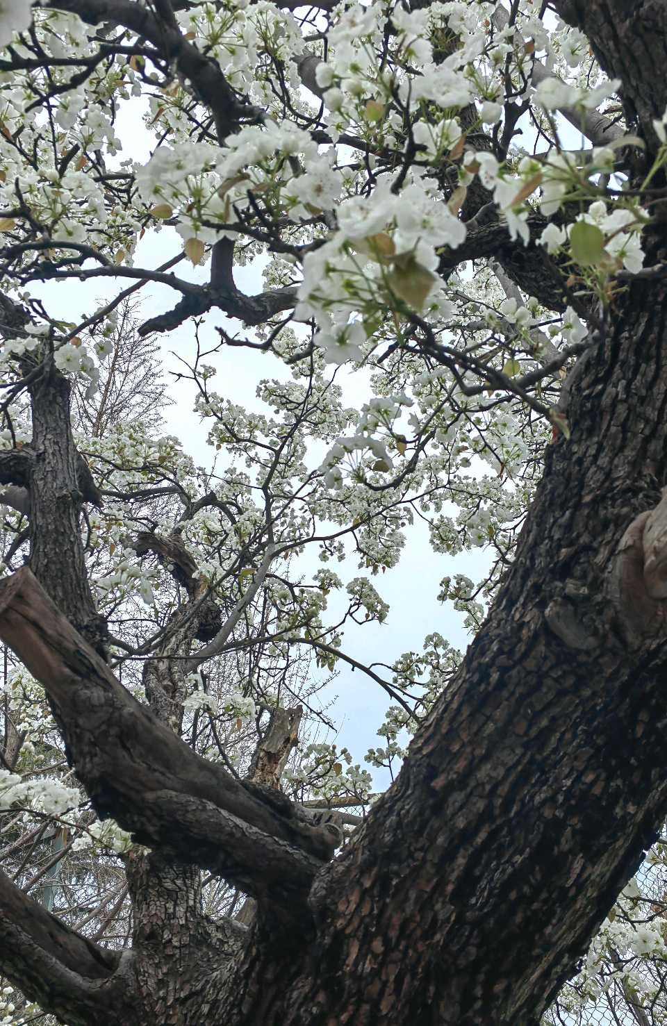 古老梨花树（图5）