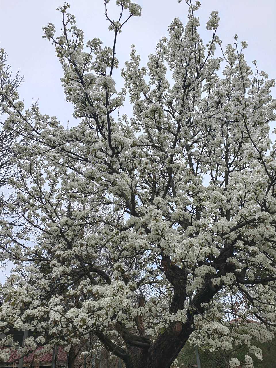 古老梨花树（图3）