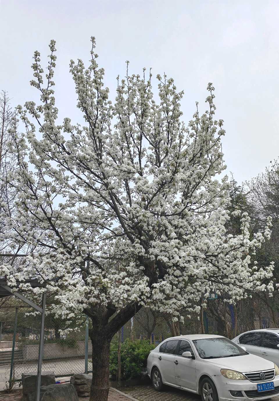 古老梨花树（图2）