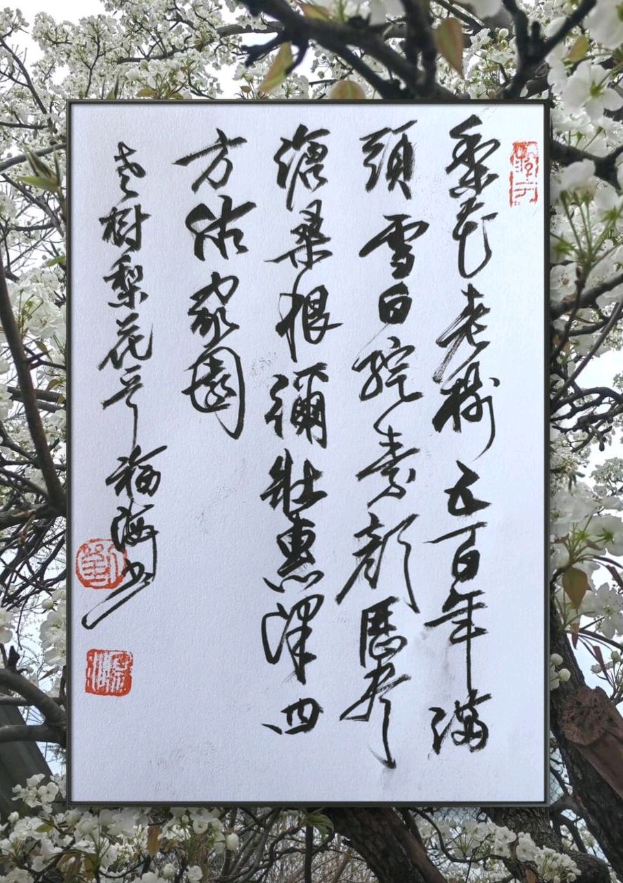 古老梨花树