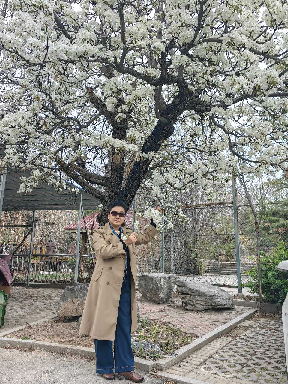 古老梨花树（图8）
