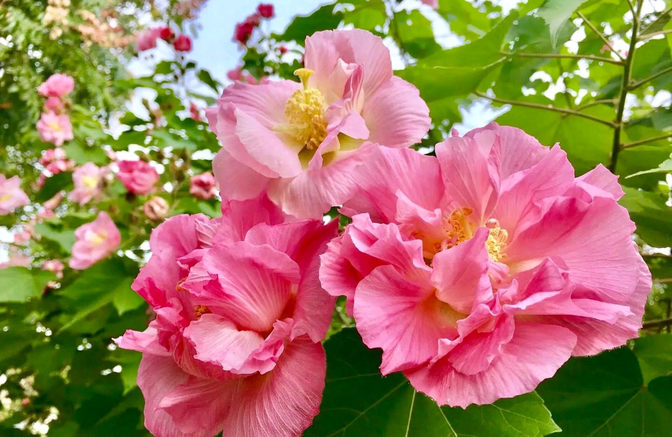【明心文学】水川/百花争艳组诗（五）七律四首 主播/张兆维（图2）