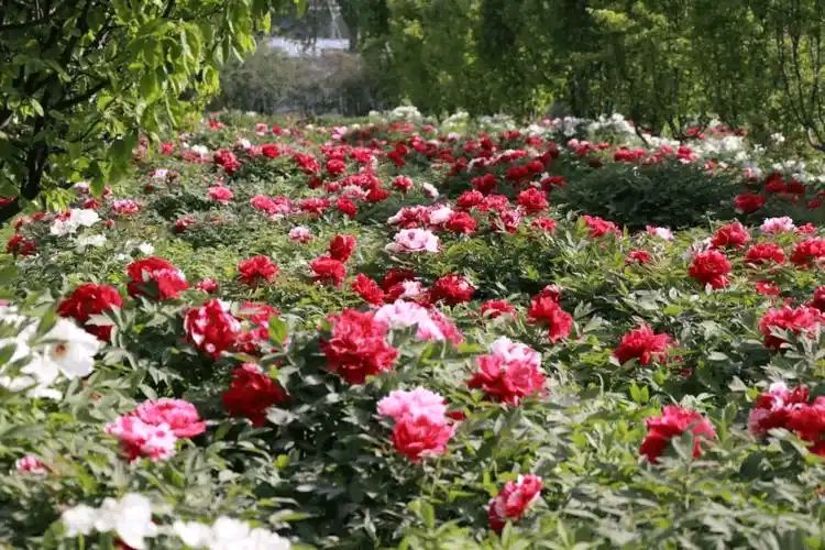 【明心文学】水川/百花争艳组诗（五）七律四首 主播/张兆维（图5）