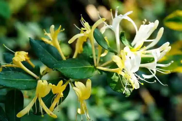 【明心文学】水川/百花争艳组诗（四）七律四首 主播/薇薇（图2）
