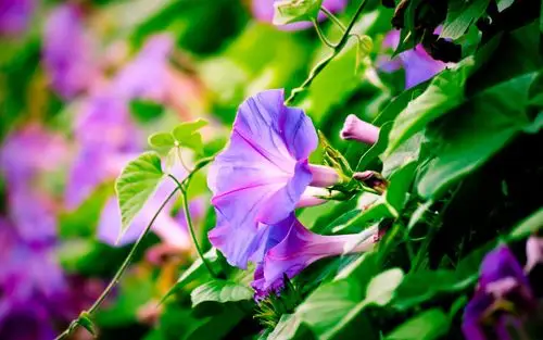 【明心文学】水川/百花争艳组诗（四）七律四首 主播/薇薇（图3）