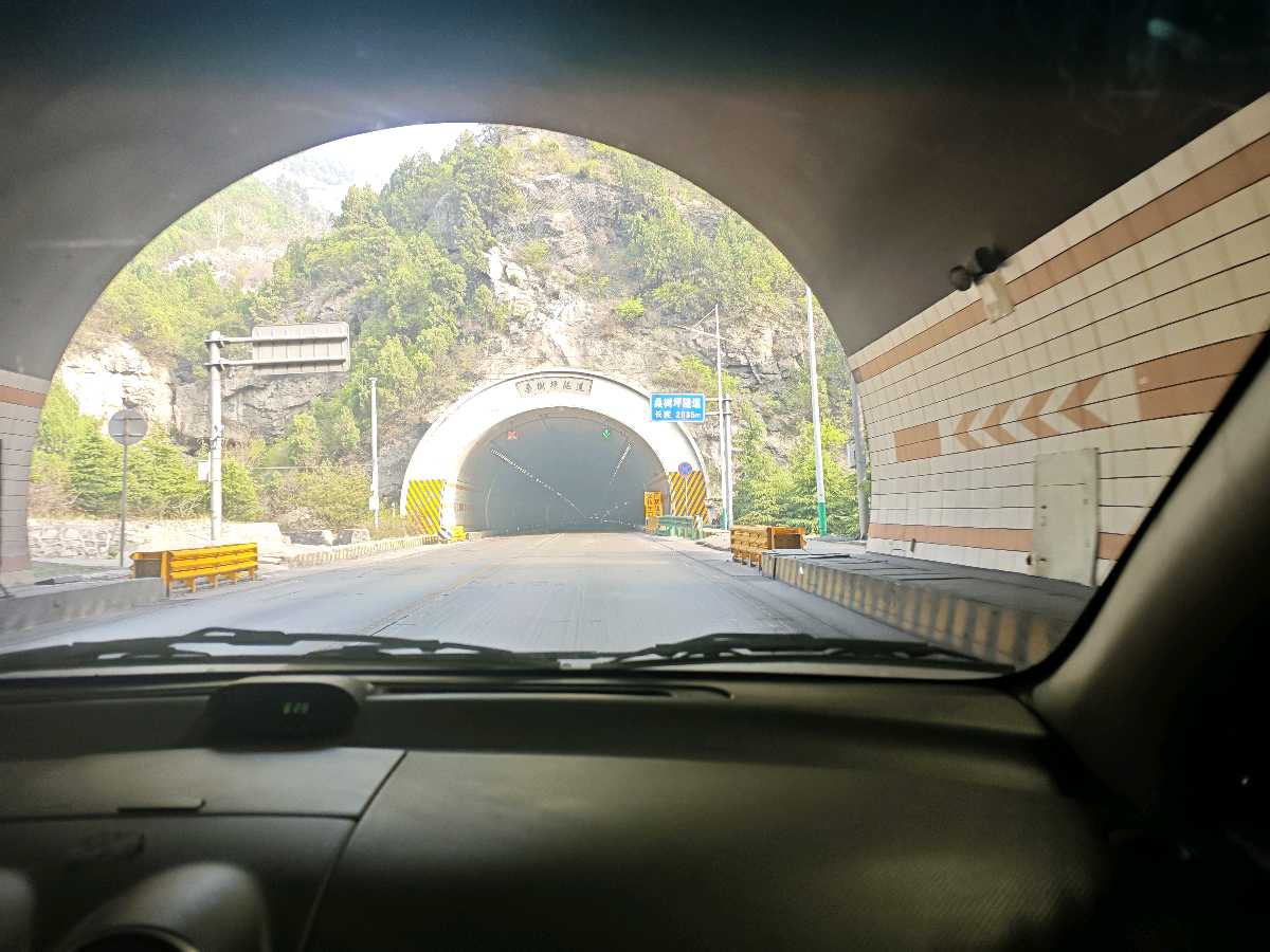 春天的温柔长满了枝头——龙蓓芽（图9）