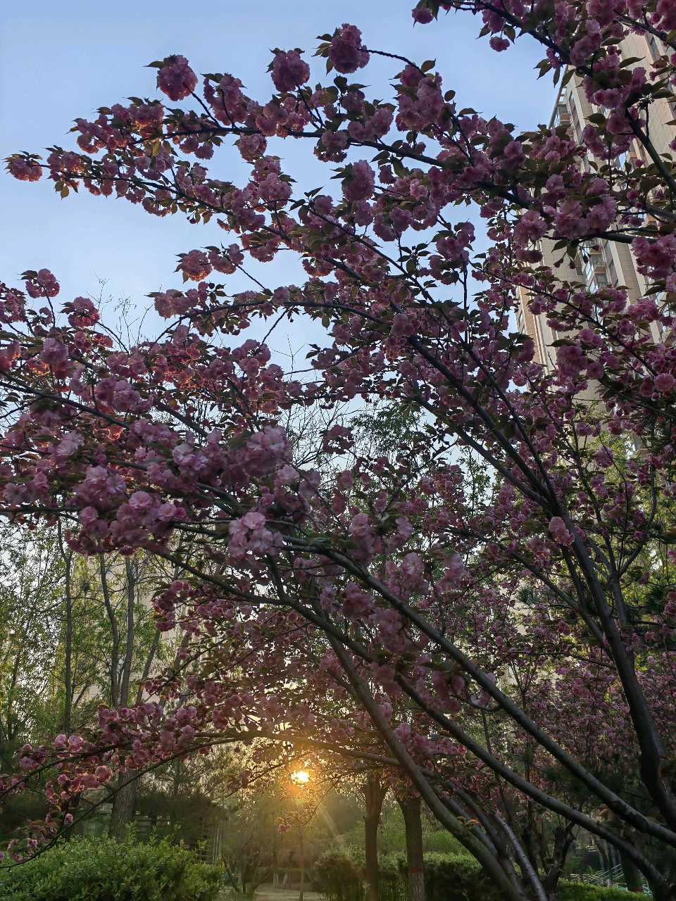 旭日樱花相映红🌸（图8）